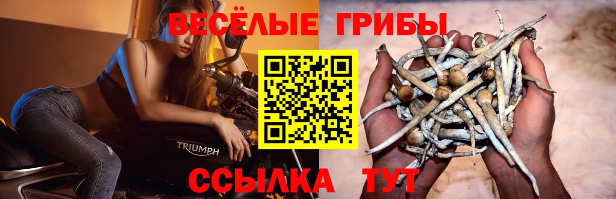 Псилоцибиновые грибы GOLDEN TEACHER Гатчина